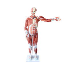 인체 전신 근육 모형 80cm 27분리 334