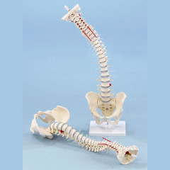 인체 관절 척추 교정실습용 모델 4002