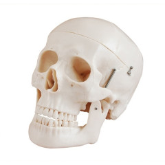 인체 골격 교육 두개골 3분리 모형 104D