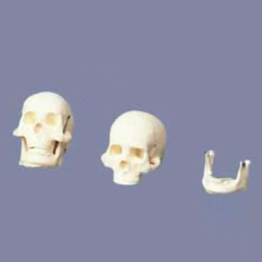 인체 골격 미니 두개골 모형 GD0130