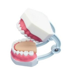 인체 골격 교육 치아관리 실습모형 403B