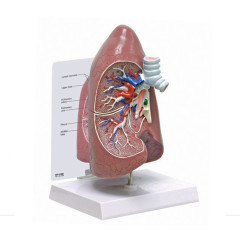 인체 내부 장기 교육 상담 폐 모형 G310