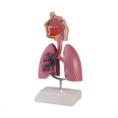 인체 장기 교육 호흡기계 미니 G216