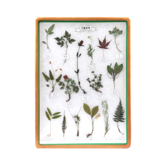 식물 표본 15종 상자
