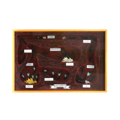 왕개미 생활의 구조 모형 상자