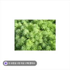 수생식물-물채송화(앵무새깃털)10촉