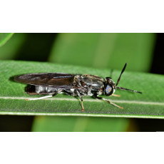 블랙솔져 플라이가 낳은 피닉스웜 건조 분말 1KG 동에등에 