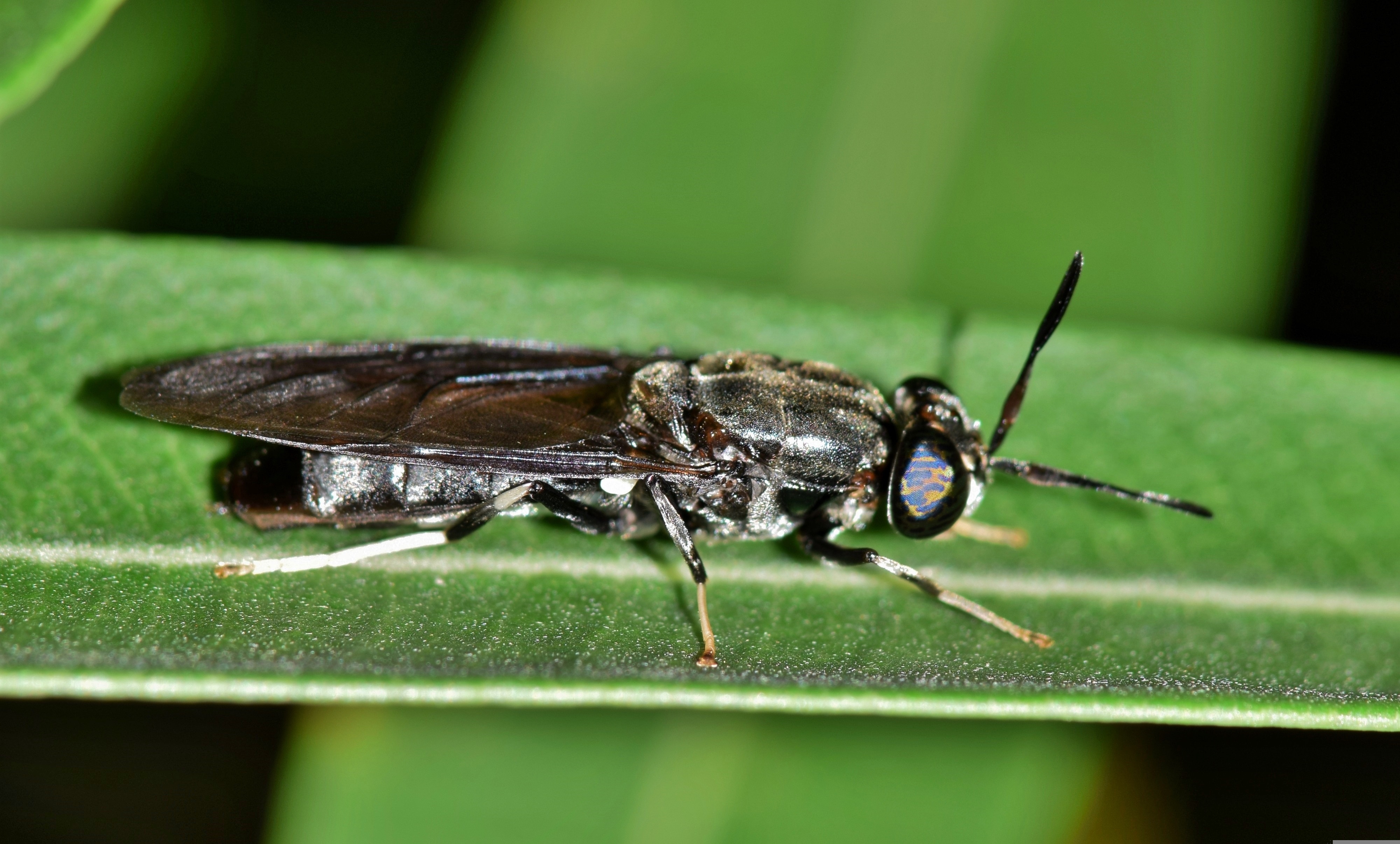 블랙솔져 플라이가 낳은 피닉스웜 건조 하프컷 1KG 동에등에 