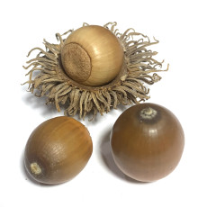 상수리 도토리와 갓 세트