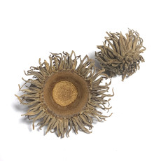 상수리 도토리 갓