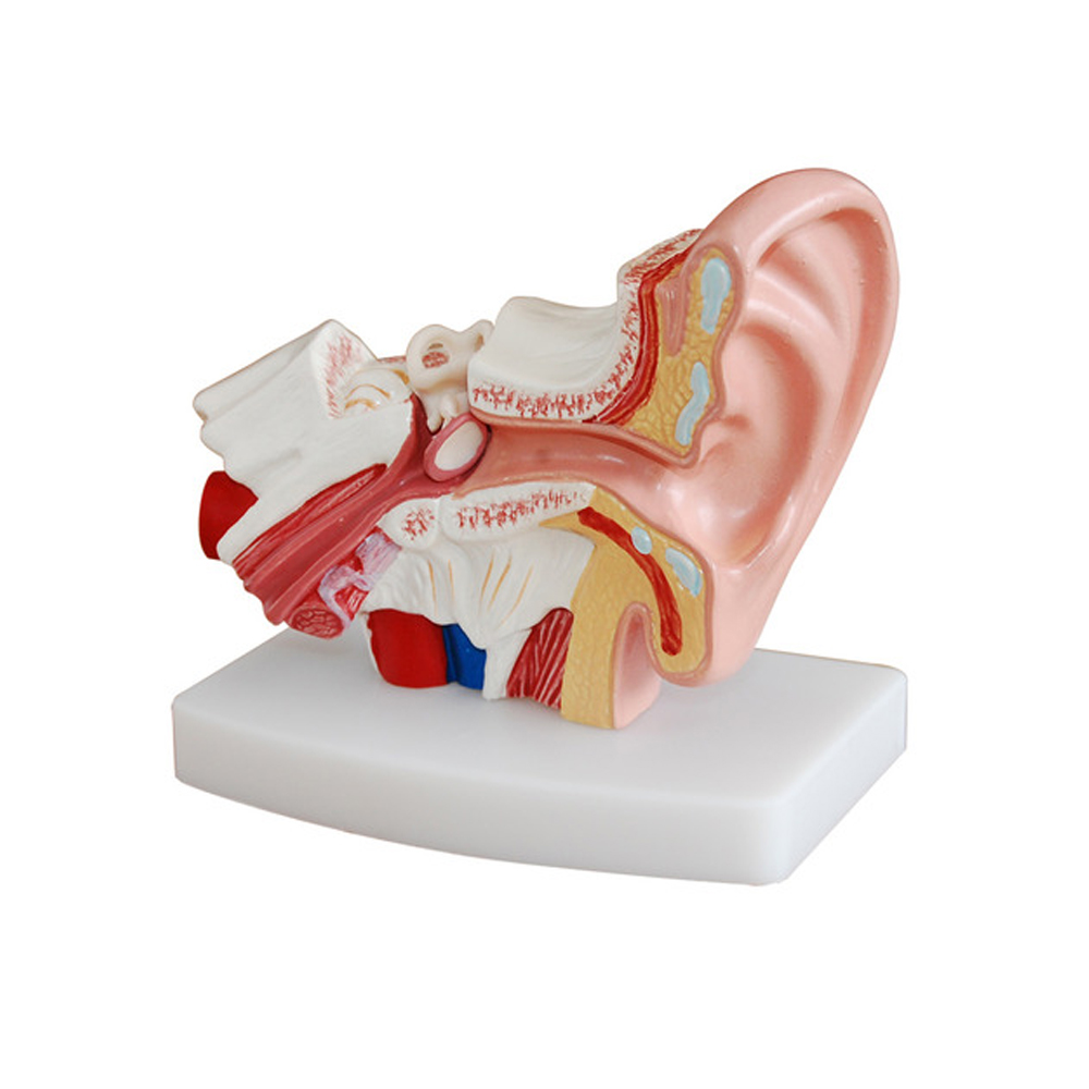 인체모형 내부장기 귀 1.5배 크기 303D