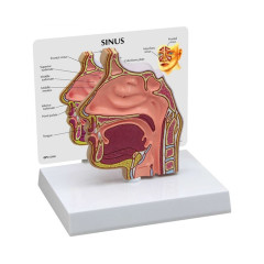 인체 기관 교육 부비강 코 모형 G285