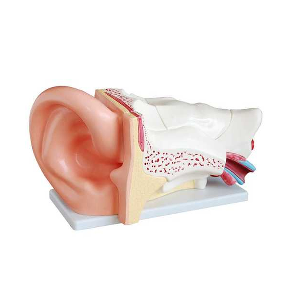 인체 기관 교육 귀모형 5배 6분리 303C